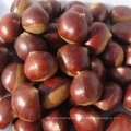 Fresh New Tasty Chestnut From Factory